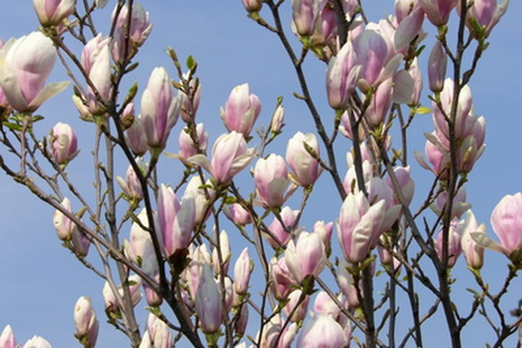La corteza de magnolia se suele utilizar en los remedios herbarios.