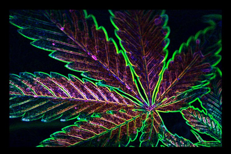 La marihuana es la droga ilegal más popular en el mundo.
