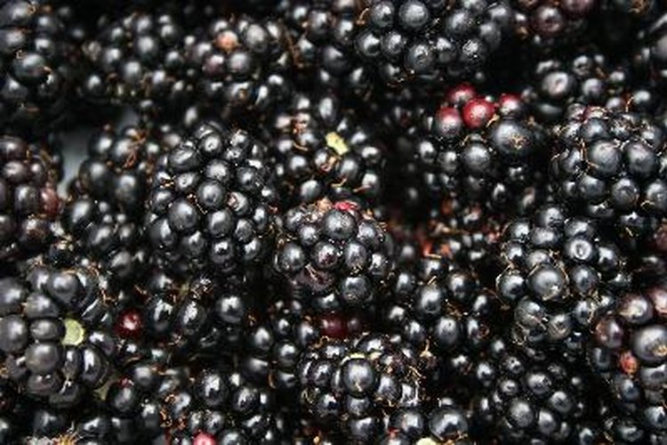 Los arándanos de mejor sabor son púrpura oscuro con un acabado mate.