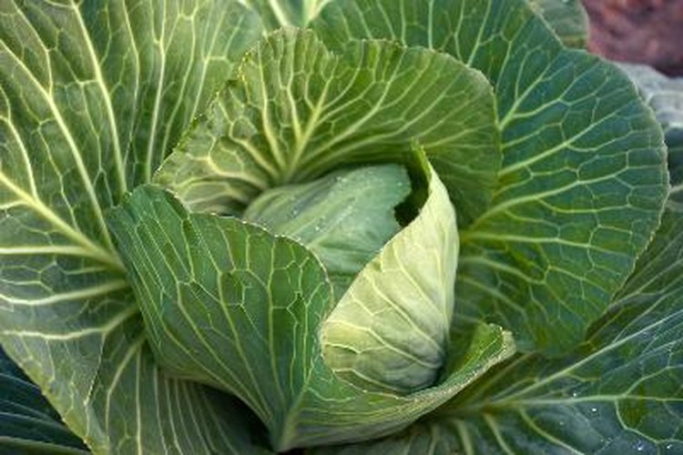 La dieta del repollo es una opción saludable y sin riesgos para limpiar el colon.