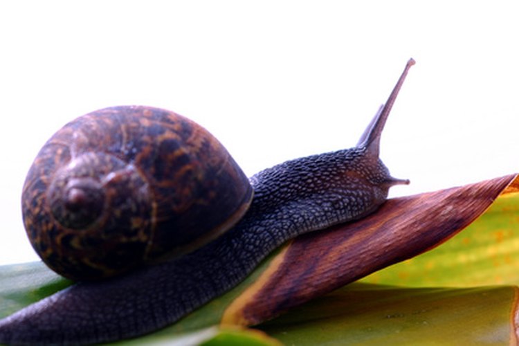 El hipotiroidismo puede hacerte sentir como que estás corriendo a paso de caracol.
