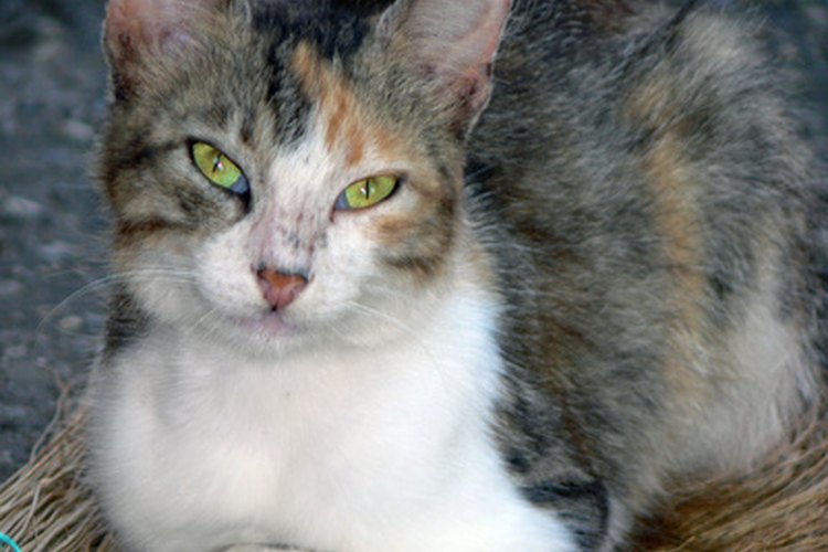 Las convulsiones no son frecuentes en los gatos.