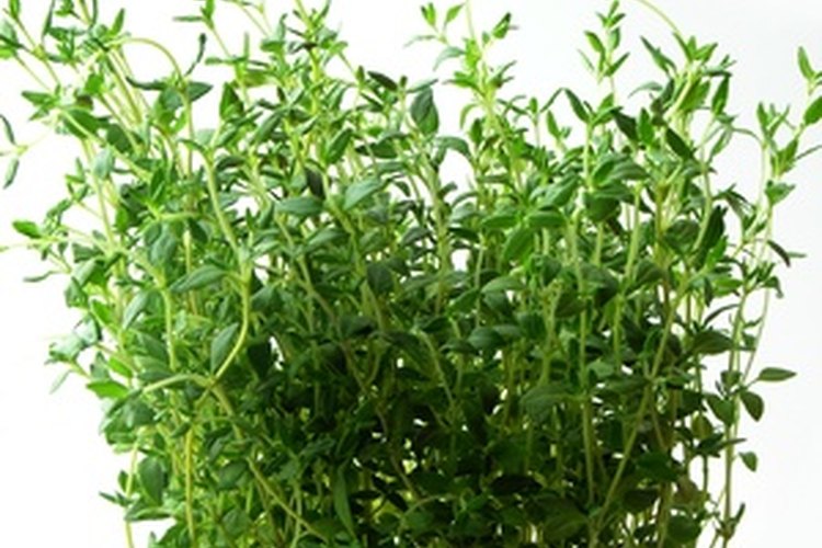 El té de tomillo es rico en beneficiosos antioxidantes .