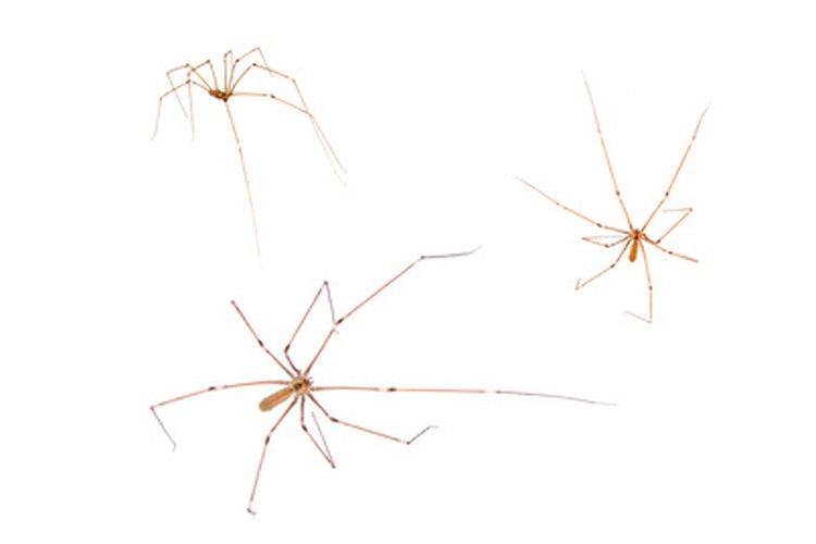 Si sufres la mordida de una araña o de un mosquito ve al médico para evitar problemas más graves en tu salud.