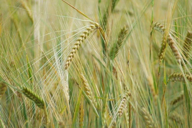 Campo de avena.