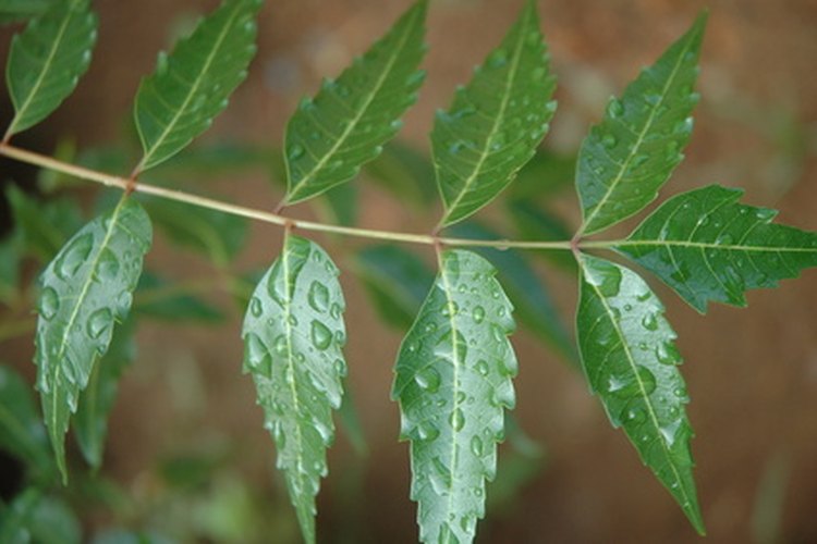 El árbol de neem tiene muchas propiedades médicas que se usan en los tratamientos naturistas.