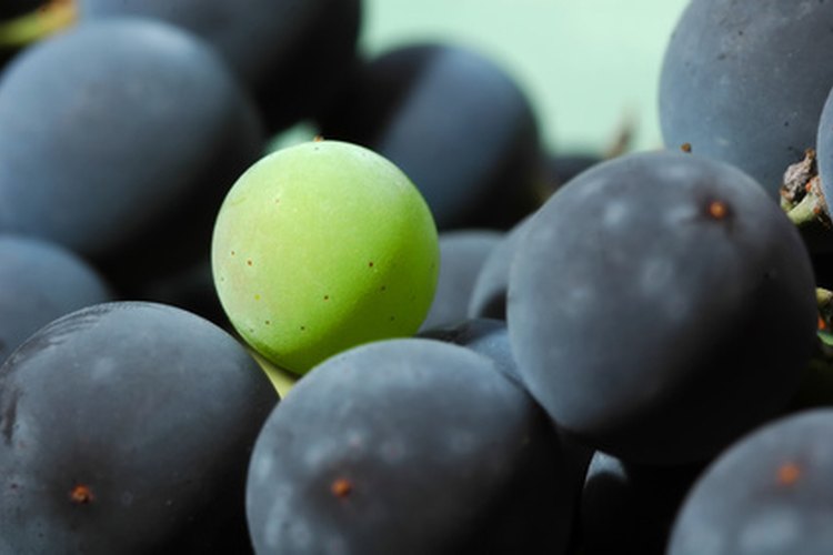 Las semillas de uvas son desperdicios de los viñedos y de la industria del jugo de uva.