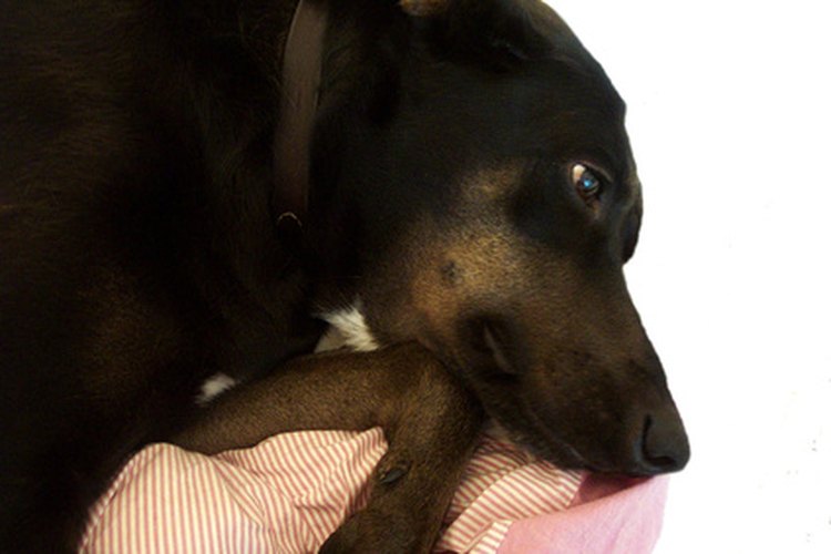 Excesivo cansancio o letargo puede acompañar a la sangre en la orina de tu perro.