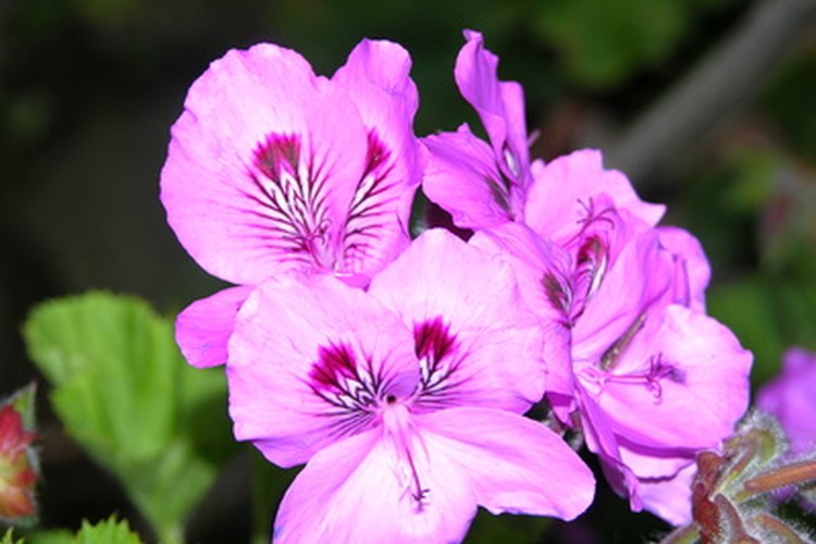 La rosa geranio es una hierba aromática.