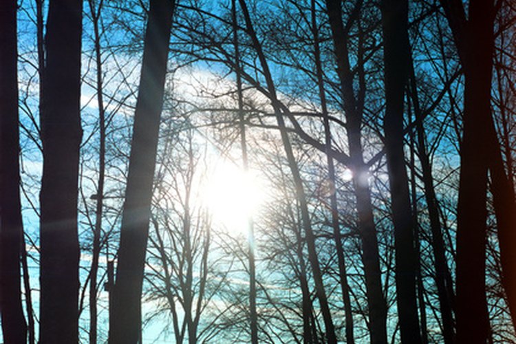 El sol es una fuente importante de vitamina D, pero no puede brindar 5.000 IU al día.