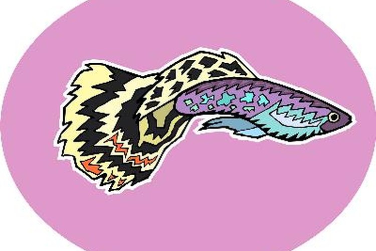 How Do Betta Fish Mate & When? | Pets on Mom.com
