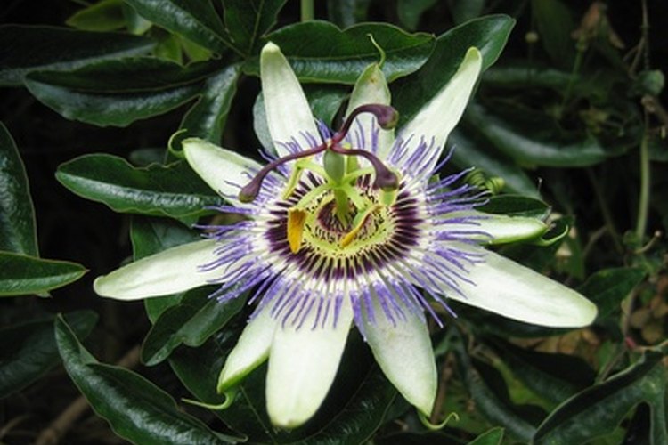 La pasiflora se encuentra en la naturaleza, pero sigue siendo peligroso fumarla.