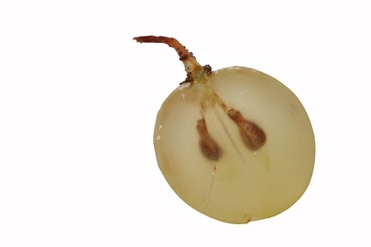 El extracto de la semilla de la uva es beneficioso para la salud general de la piel.