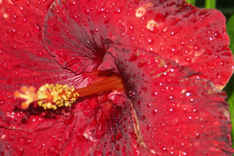 El hibisco no contiene cafeína, pero si contiene muchos compuestos saludables.