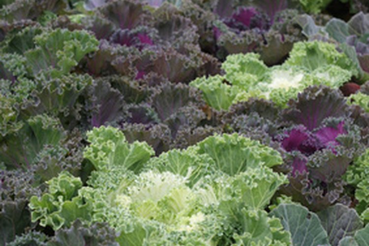 La col rizada es una fuente abundante de vitamina K.