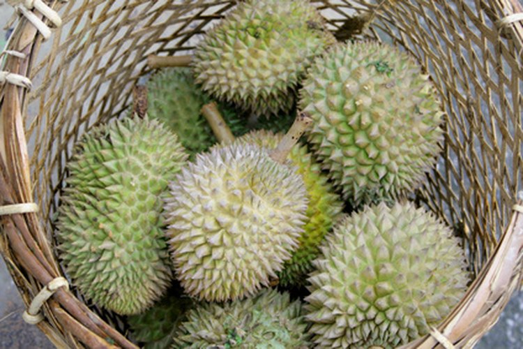 La fruta del durian contribuye a curar heridas, gracias a su contenido de vitamina C.