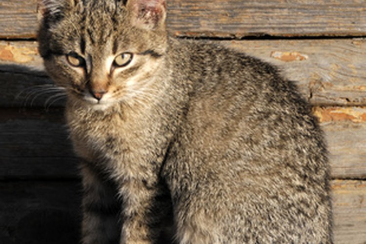 Un gato con hemorroides podría tener problemas para sentarse.