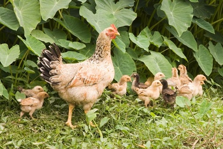 La correcta nutrición es vital para los pollos.