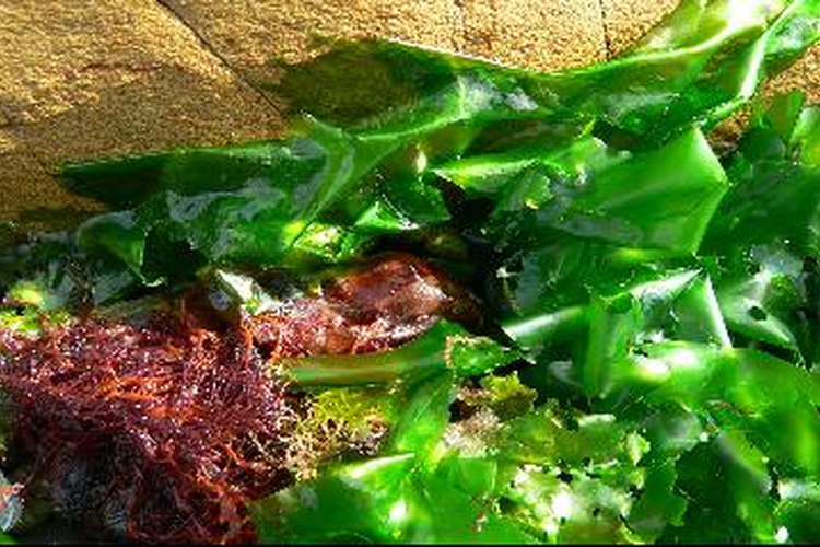 Las algas son ricas en iodina, estimulante para la producción de algunas hormonas.