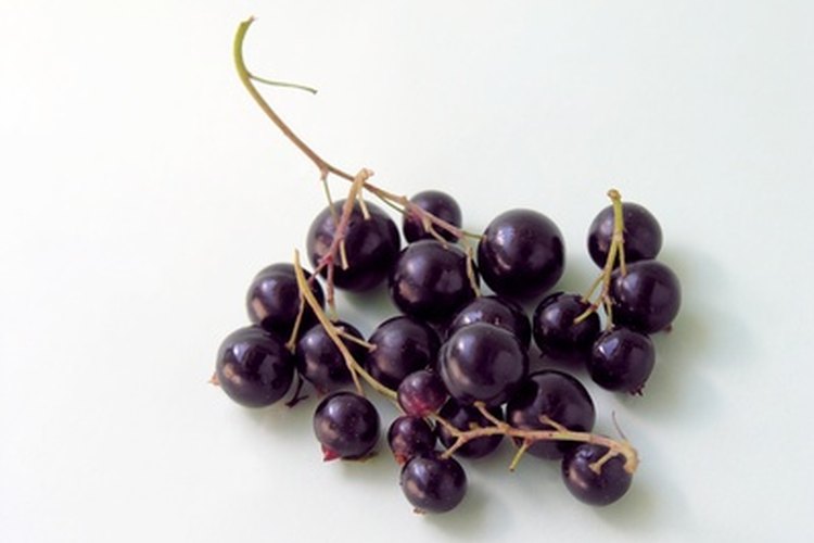 Las grosellas negras (black currants) son ricas en vitamina C, un compuesto que promueve el crecimiento del cabello sano.