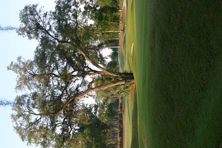 Los palos de golf híbridos son buenos para hacer disparos altos que aterrizan suavemente en objetivos lejanos.
