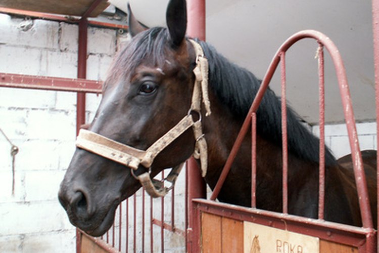 Un caballo con infosura debe estar en reposo dentro del establo.
