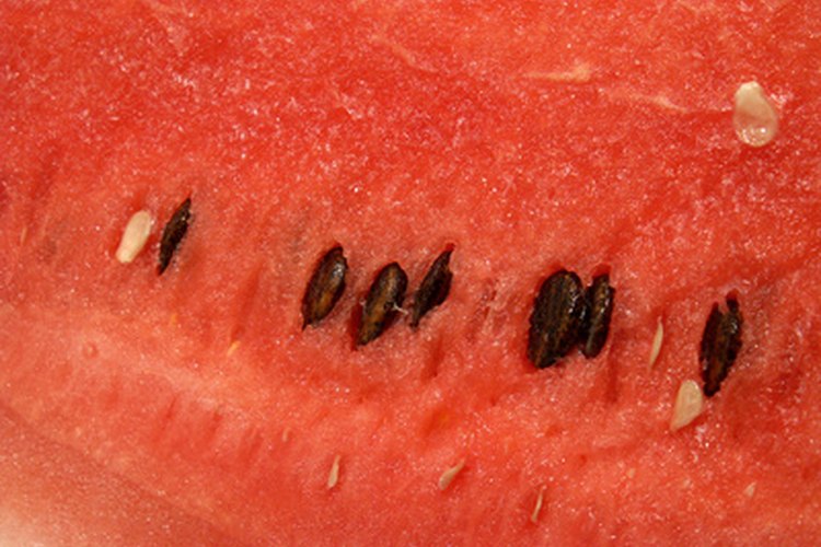 La sandía (watermelon) contiene mucha agua que puede ayudarte a mantenerte hidratada.