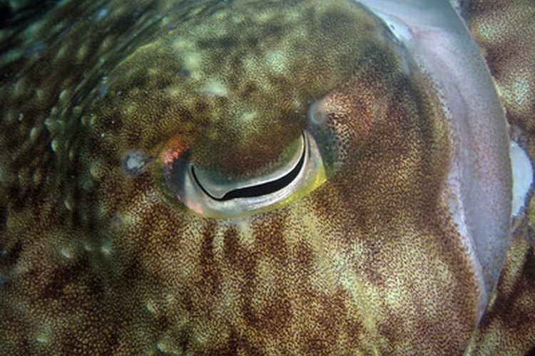 La sepia es un molusco de cuerpo blando que está relacionado con el calamar y el pulpo.