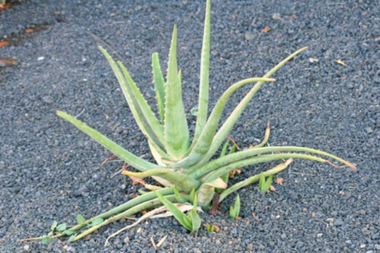 El aloe vera produce un gel claro en sus hojas.