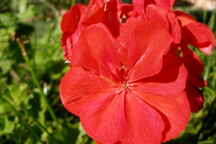 El geranio es más que sólo una flor bonita.