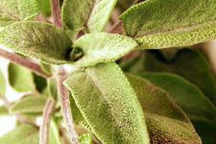 La salvia se utiliza como especia y como hierba medicinal.