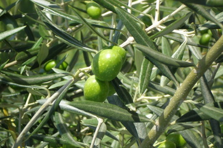 Árbol de olivo.