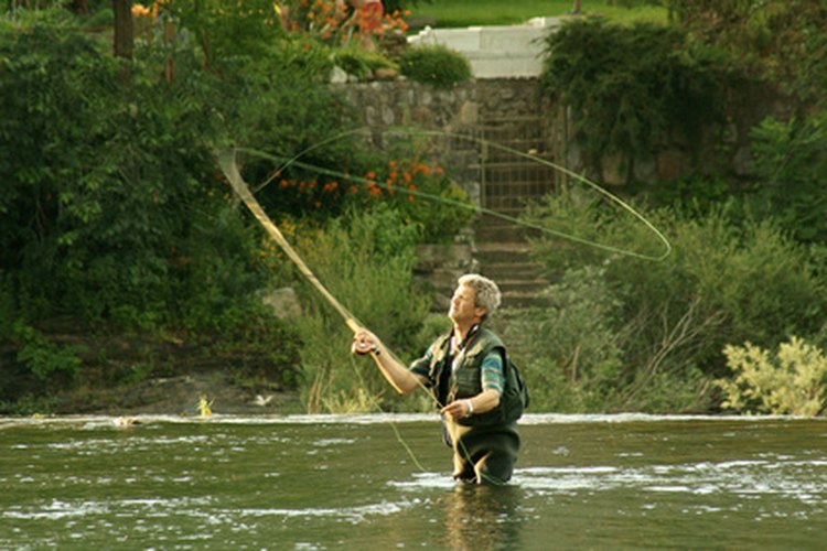 Las trucha de arroyo son populares entre los pescadores con mosca.