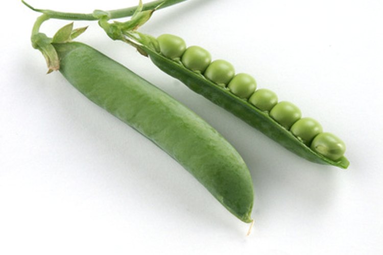 Las vainas de guisantes son crujientes, sabrosas y nutritivas.