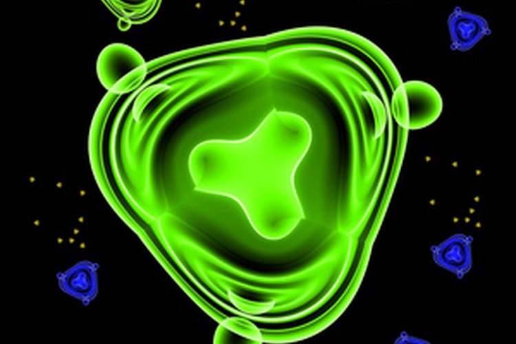 El Streptococcus agalactiae es una bacteria.