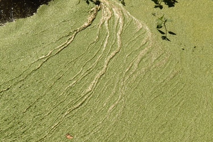 La chlorella y la espirulina son algas que se venden como suplementos dietarios.