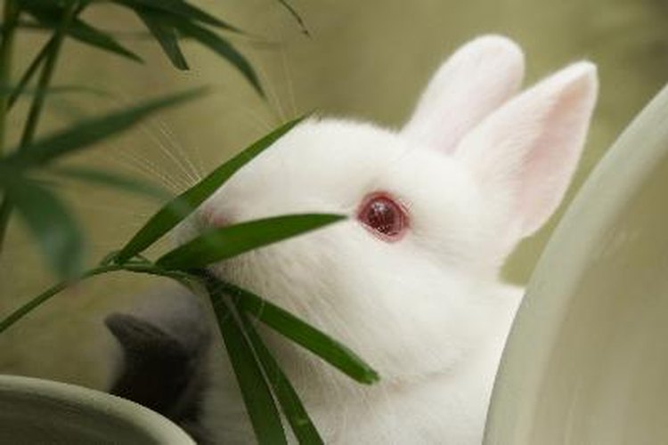 Why Do Rabbits Need Protein in Their Diet? | Pets on Why Do Rabbits Need Protein in Their Diet? | Pets on