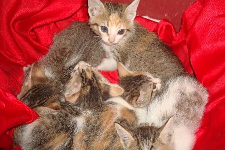 La giardiasis puede causar daño al revestimiento intestinal de tu gato e interferir con la digestión.