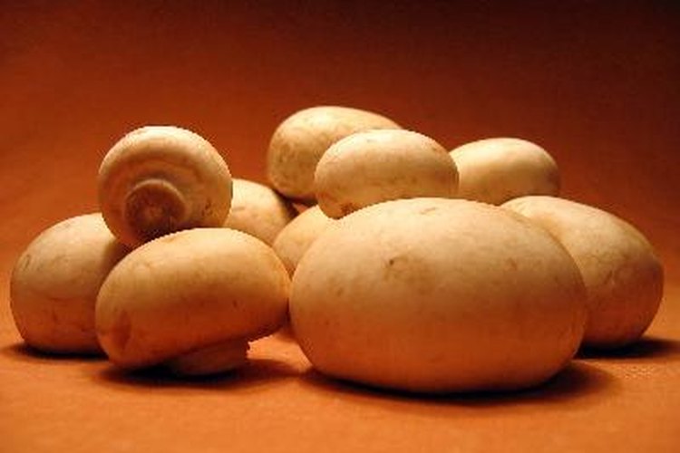 Los hongos crecen bien en un ambiente que tenga los nutrientes adecuados y mucha humedad.