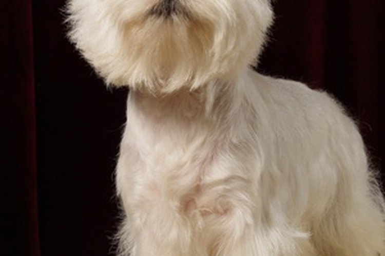 Los Westies son perros encantadores radiantes y blancos.