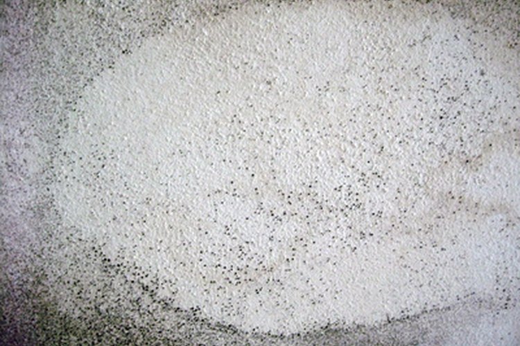 Usa protección respiratoria si sabes que vas a estar trabajando en un área contaminada con moho tal como un sótano.