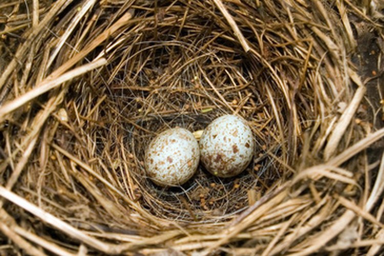 How to Care for a Fallen Bird's Nest With Live Eggs in Home | Pets on Mom.com