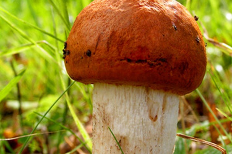 Una erupción por hongos está relacionada con la alergia al musgo.