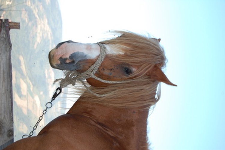 La glucosa funciona en los caballos casi como funciona en los humanos