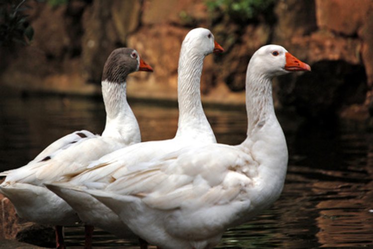 AFLAC usa un pato como su símbolo corporativo.