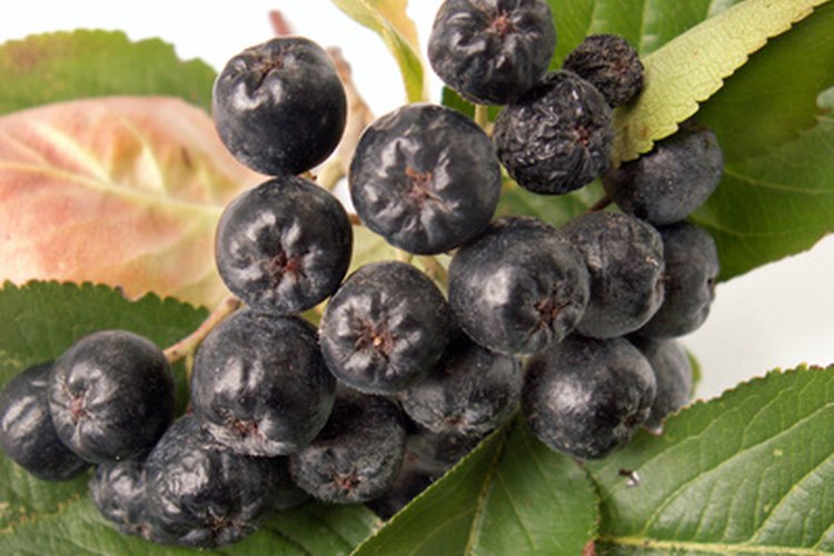 Las bayas de Acaí son pequeñas potencias de alimentación.