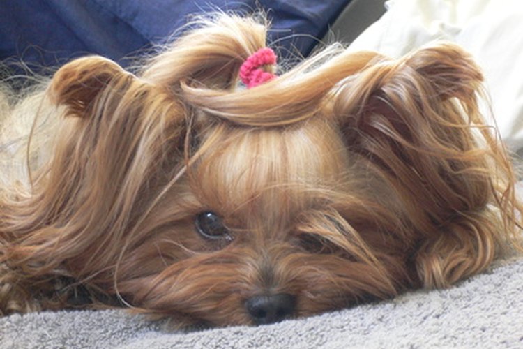 Los Yorkies tienen tendencia a padecer problemas de piel, especialmente alergia a las pulgas.