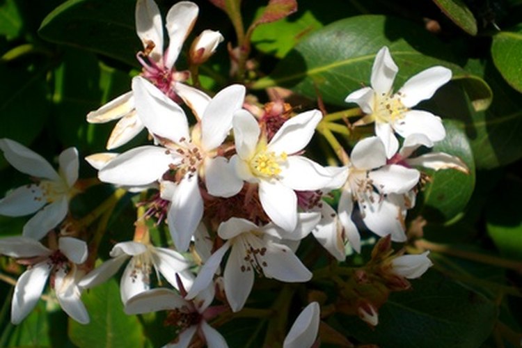 Las flores son bien conocidas como inductoras de alergia.