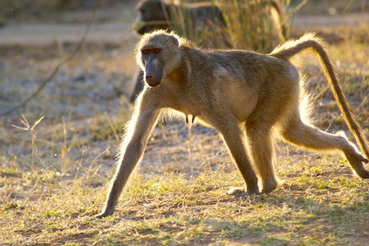 The Natural Habitat of Baboons | Pets on The Natural Habitat of Baboons | Pets on