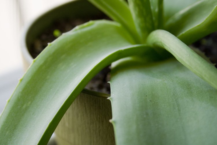 El aloe calma la piel extra seca.